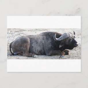 buffalo postcard