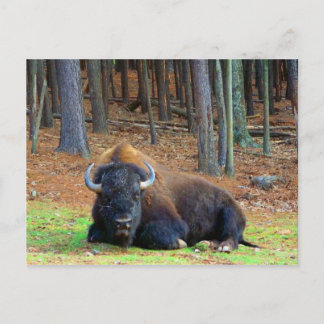 Buffalo Postcard