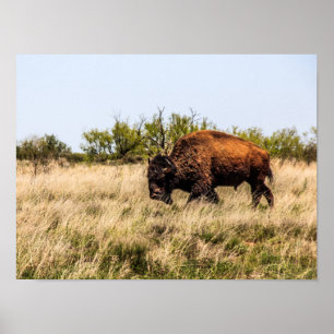 Buffalo Poster