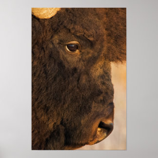 Buffalo Profile Poster