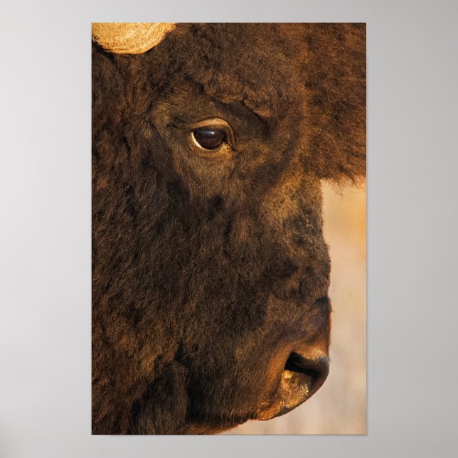 Buffalo Profile Poster (Front)