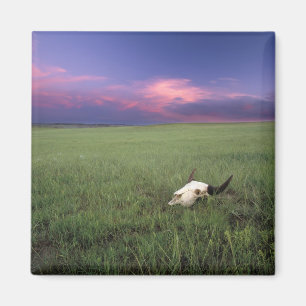 Buffalo Skull in Prairie Grass near Medora Magnet