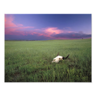 Buffalo Skull in Prairie Grass near Medora Photo Print