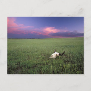Buffalo Skull in Prairie Grass near Medora Postcard
