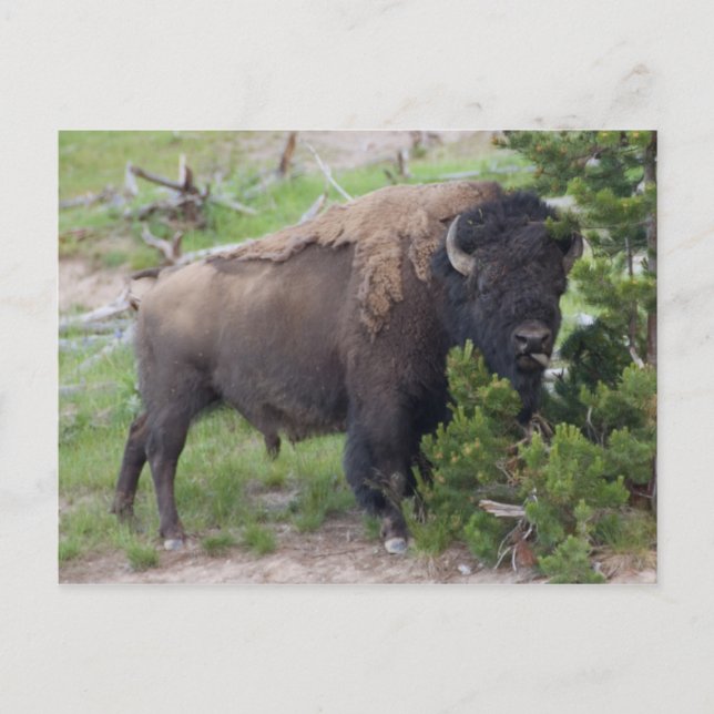 Buffalo Sticking Out Tongue Postcard (Front)