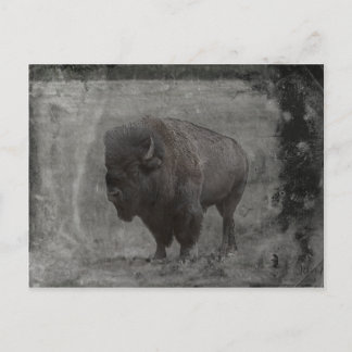 Buffalo Tintype Postcard