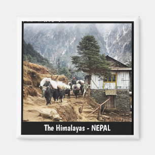 Buffalo transport, Everest trail views - Nepal Magnet