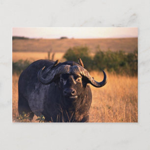 Buffalo with two birds in the morning sun postcard