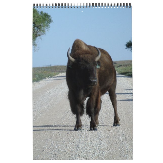 Buffaloed Calendar (Cover)