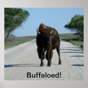 Buffaloed! Poster