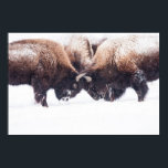Buffaloes Play-Fighting Poster<br><div class="desc">Bufalloes play-fighting during winter in Yellowstone.</div>