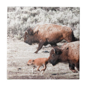 Buffaloes Tile