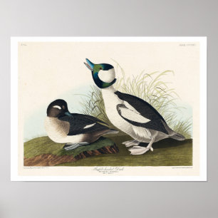 Buffel-headed Duck by Audubon Poster