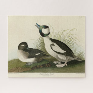 Buffel-headed Duck from Audubon's Birds of America Jigsaw Puzzle