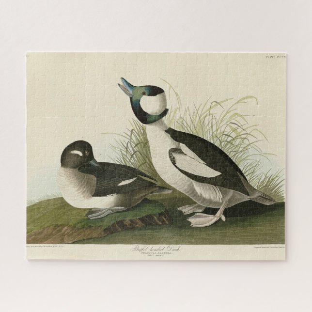 Buffel-headed Duck from Audubon's Birds of America Jigsaw Puzzle (Horizontal)