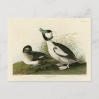Buffel-headed Duck from Audubon's Birds of America