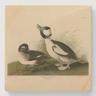 Buffel-headed Duck from Audubon's Birds of America Stone Coaster
