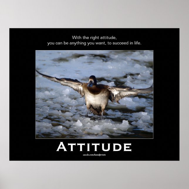 Bufflehead Duck Attitude  Motivational Posters (Front)