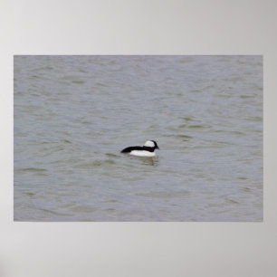 Bufflehead Duck Photo Poster