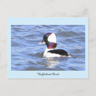 Bufflehead Duck Postcard