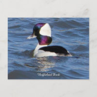 Bufflehead Duck Postcard