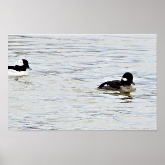 Bufflehead Ducks Photo Poster (Front)
