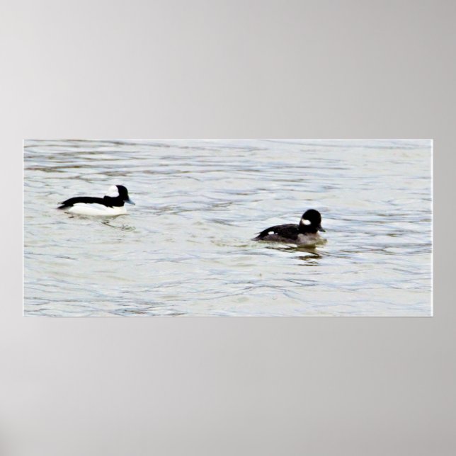 Bufflehead Ducks Photo Poster (Front)