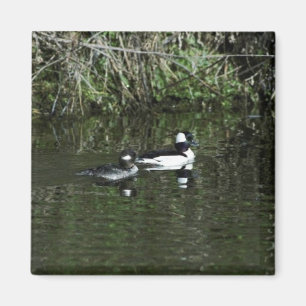 Bufflehead Magnet
