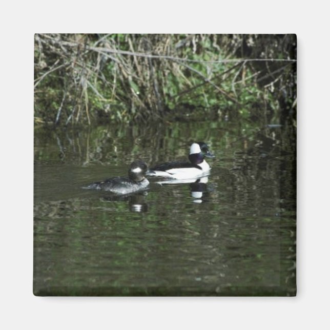 Bufflehead Magnet (Front)