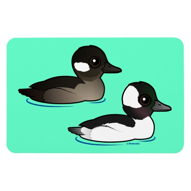 Bufflehead Pair Magnet (Horizontal)