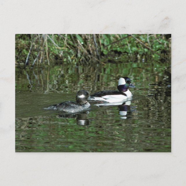 Buffleheads - Dipper Ducks Postcard (Front)