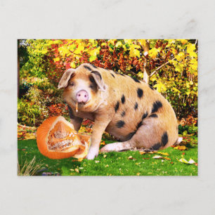 "Buffy's Pumpkin"  Postcard