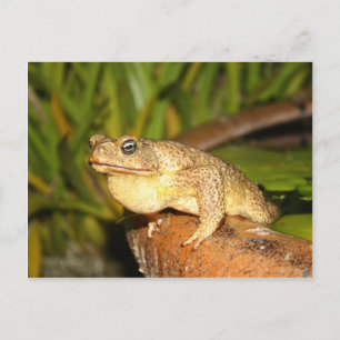 bufo the frog postcard