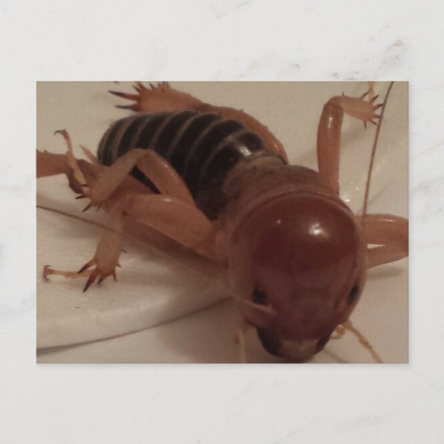 Bug 1 - educatedbrainfart postcard (Front)