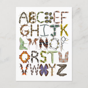 Bug Alphabet Kids Insect theme ABC  Postcard