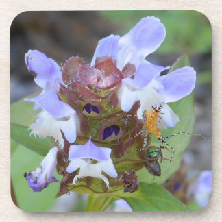 Bug Coaster