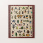 Bug Collection Insects Fun Entomology Jigsaw Puzzle<br><div class="desc">This fun, creepy-crawly jigsaw puzzle has a bug collection design on it. It's made to look like the insects are inside a wooden box, "pinned" to a faux cork board background. The design includes a variety of bugs: beetles, spiders, moths, a dragonfly, a scorpion, a fly, and a ladybug. This...</div>