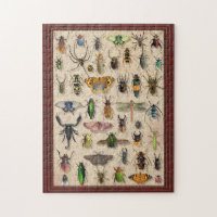 Bug Collection Insects Fun Entomology