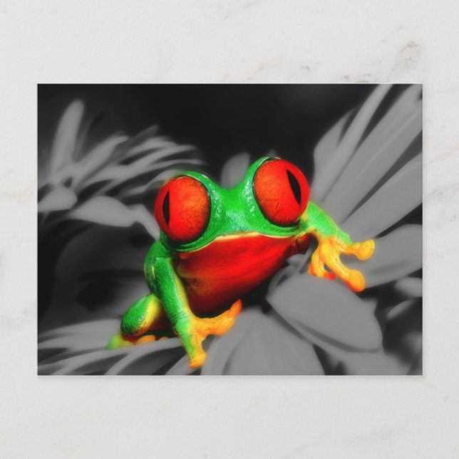 Bug-Eyed Frog Postcard (Front)