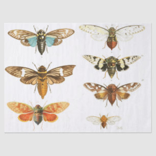 Bug Junk Journal Elements Sheet