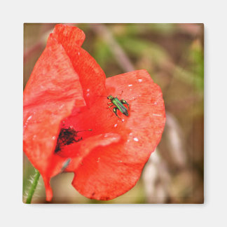 Bug on a poppy flower magnet
