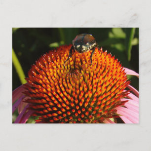 Bug on Flower Postcard
