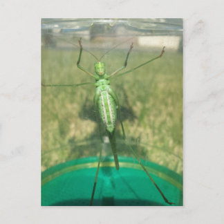 Buggy 1 - educatedbrainfart postcard