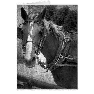 Buggy Horse at the Hitching Post