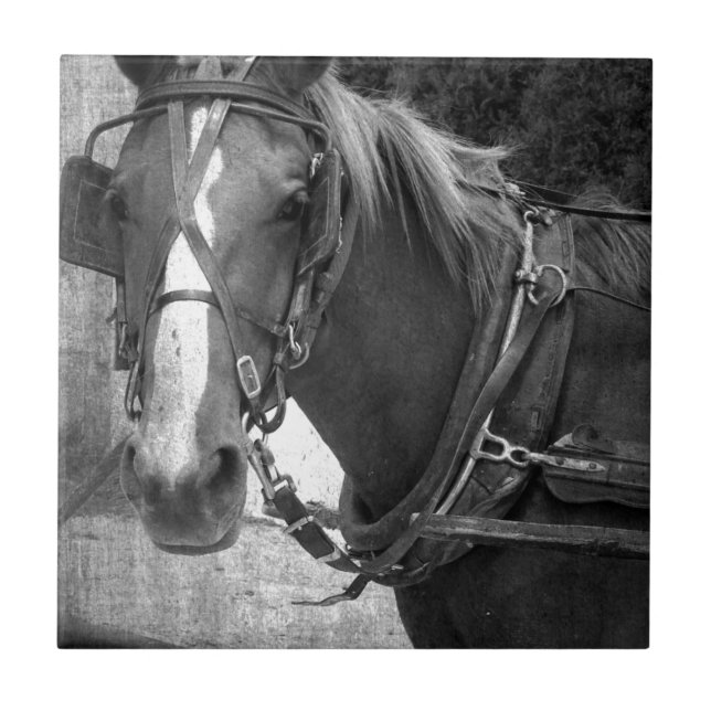 Buggy Horse at the Hitching Post Ceramic Tile (Front)