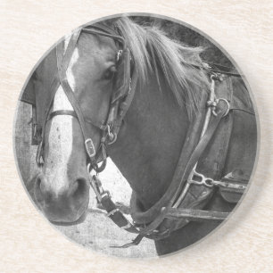 Buggy Horse at the Hitching Post Coaster