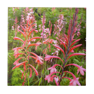 Bugle Lily (Watsonia) Flower, Eastern Cape Ceramic Tile
