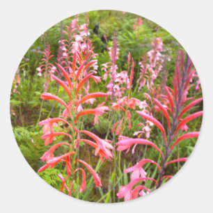 Bugle Lily (Watsonia) Flower, Eastern Cape Classic Round Sticker