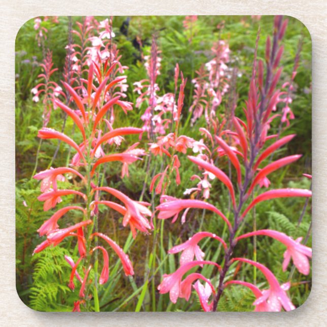 Bugle Lily (Watsonia) Flower, Eastern Cape Coaster (Front)
