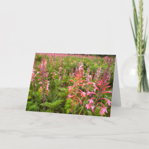 Bugle Lily (Watsonia) Flower, Eastern Cape Holiday Card